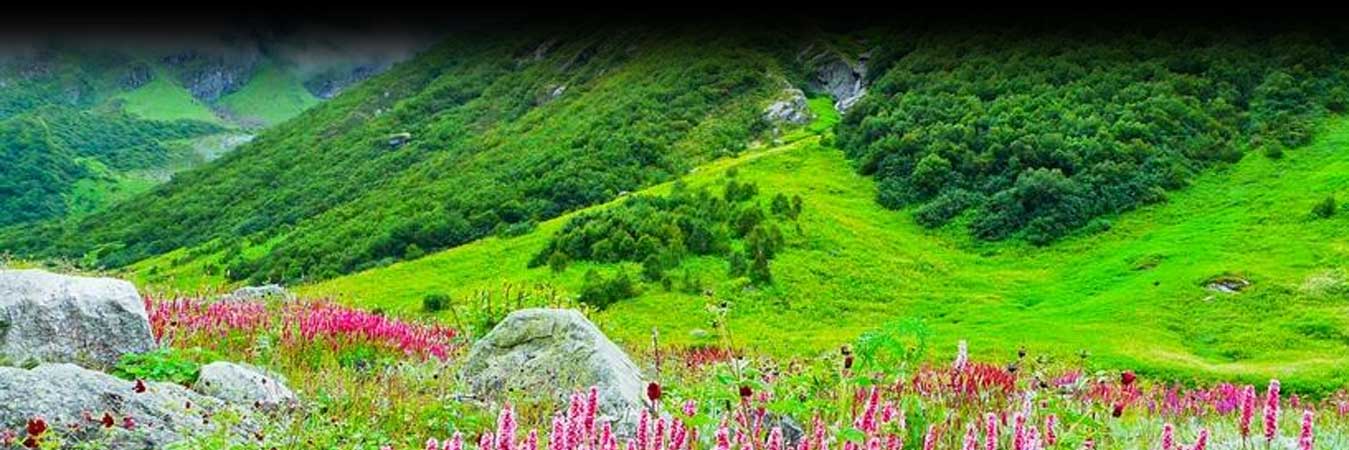 Valley Of Flowers